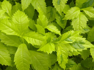 Light green color leaves of Golden dewdrop plant