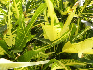 Yellow variegated Croton