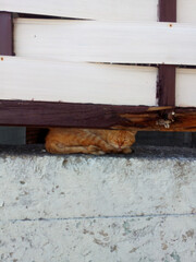 
Cat hiding from the heat. Crimea