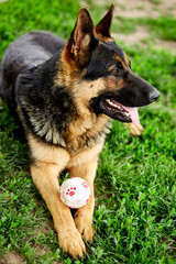German shepherd lying on the grass in the park.