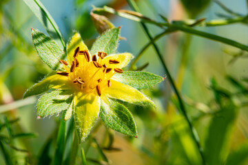 close up on flowers in nature