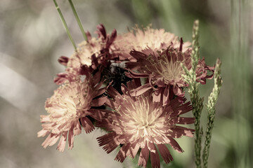 close up on flowers in nature