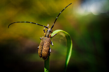 Hello to the light. Beetle with a long mustache sits on a sheet with a raised paw.