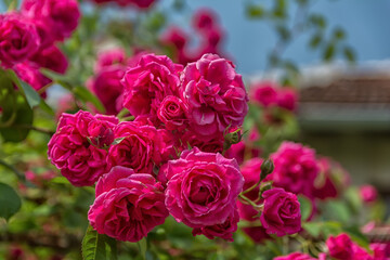 Garden with fresh pink roses