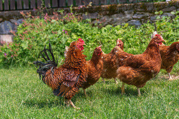 Chickens and rooster in the village. Hens freely walk on a farm in the open.