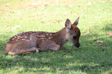 Just a few days old fawn