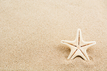 Fototapeta na wymiar Marine sea star mollusk on clear sand on beach. Beautiful simple summer textured background with copy space