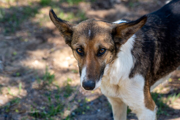 A stray neutered dog with a chip in its ear. Portrait of a sad mongrel close-up. Abandoned lone pet on the grass in a summer Park looks at the camera. Copy space. Space for text