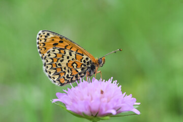 lesser spotted fritillary butterfly, Melitaea trivia, in wild meadow. Beautiful Iparhan butterfly on plant
