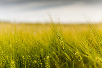 green wheat field and cloudy day