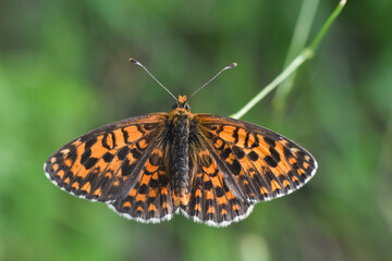 Fototapeta premium lesser spotted fritillary butterfly, Melitaea trivia, in wild meadow. Beautiful Iparhan butterfly on plant