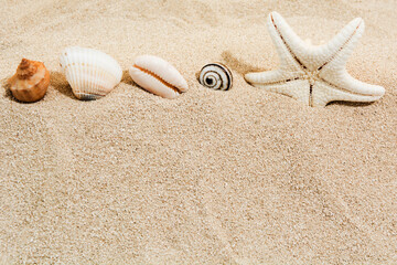 Fototapeta na wymiar Sea shells and star on beach sand. Copy space. Holiday summer design background. Mockup