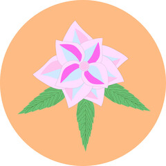 pink flower with green leaves on an orange background
