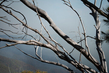 Tee Branches in  a  Bush Fire Smoke 