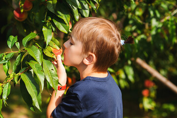 Happy child picking peach in garden. Little gardener helping and harvesting. Outdoor family summer...