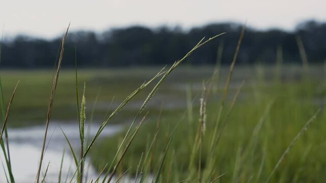 Marsh Grass Close Up in Early Morning Light, Static