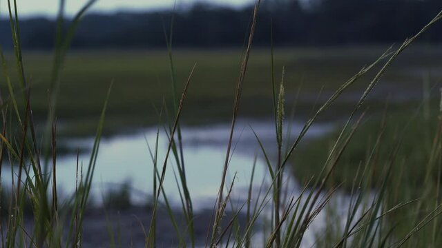 Marsh Grass at Blue Hour, Close Up, Static