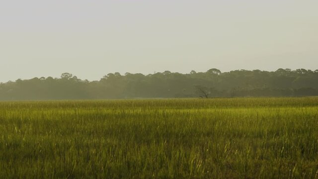 Beautiful Sunny Landscape of Marsh, Wide Shot
