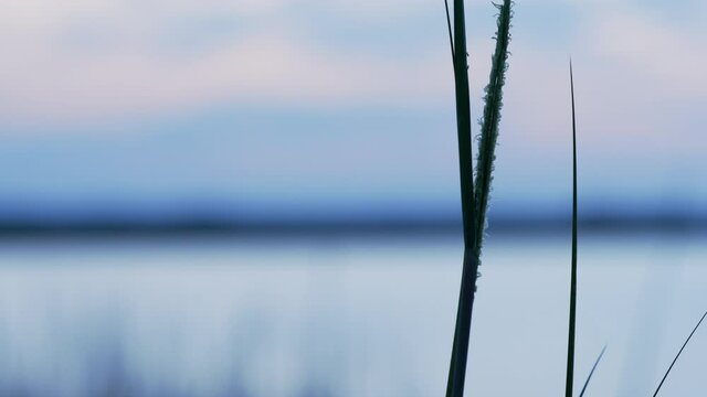 Marsh Grass at Blue Hour, Extreme Close Up, Static