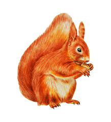 Squirrel with nut isolated on a white background. Watercolor illustration, hand drawing with a rodent suitable for prints, stickers and more.