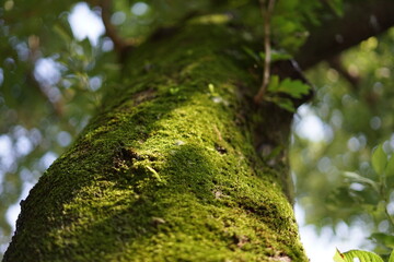 木の苔