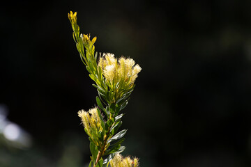 Single Australian Native 