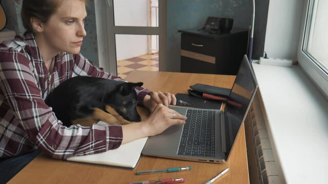 European female freelancer work from home office and pets interruption while working at home. Dog bothers her. Working and studying from home problem concept