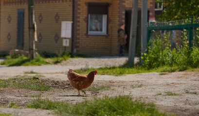 brown chicken looking for food in the farmyard