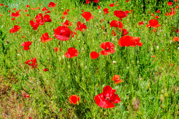 Fototapeta na wymiar Field of flowering bright scarlet wild poppies