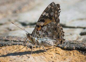 Macro de mariposa en el suelo.
