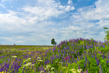 landscape summer Central Russian strip of Russia wild flowers
