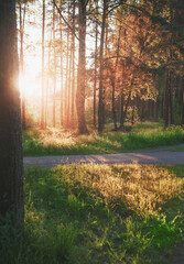 Vivid beautiful scene with sunlight in green forest