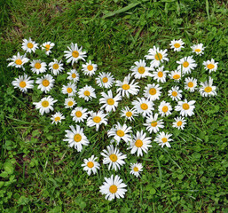 Fototapeta premium A heart made from daisy flowers on the grass