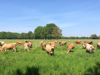 Cows in the meadow around De Heurne