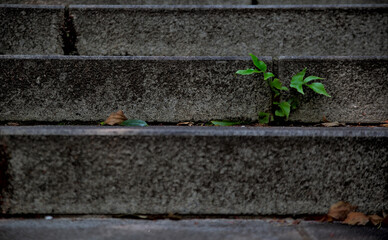 Close-up of a single sapling growing out of weathered granite steps lightly covered in leaf litter