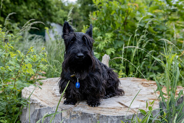 Large dog portrait of a Scottish Terrier on the stump in the forest