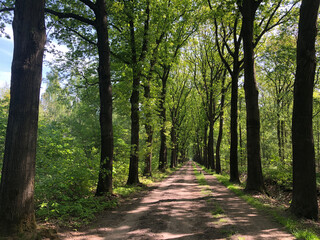Forest around Leo-Stichting (little-Borklo)