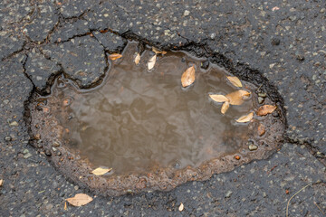 Small dry leaves isolated in the icy cold water of a pothole in the tarmac of a public street