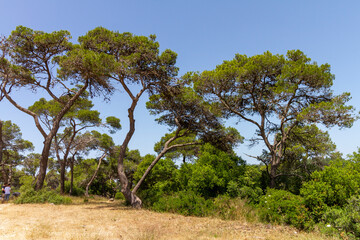 Israel. Beautiful trees in Mount Carmel National Park.