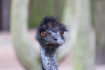 Fototapeta premium emu