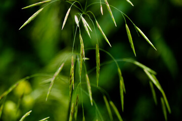 Closeup nature view of green leaf on blurred greenery background in garden at morning sunlight with copy space using as background natural green plants landscape