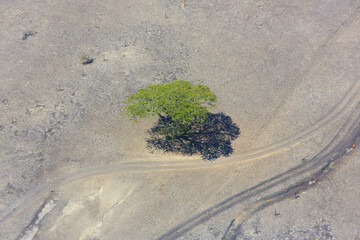 Aerial view of a tree in the Great Rift valley, Kenya. The Great Rift Valley is part of an intra-continental ridge system that runs through Kenya from north to south.