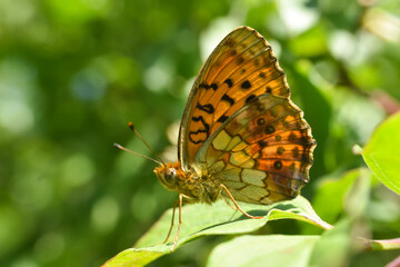 Marbled fritillary butterfly, Brenthis daphne. Beautiful Fritillary butterfly on meadow
