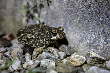 spotted toad sitting on the rocks next to the garden house