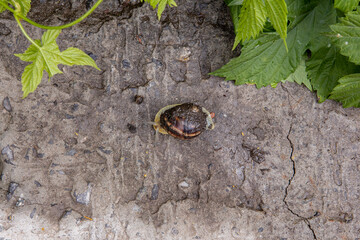 little grape snail crawling on the concrete surface