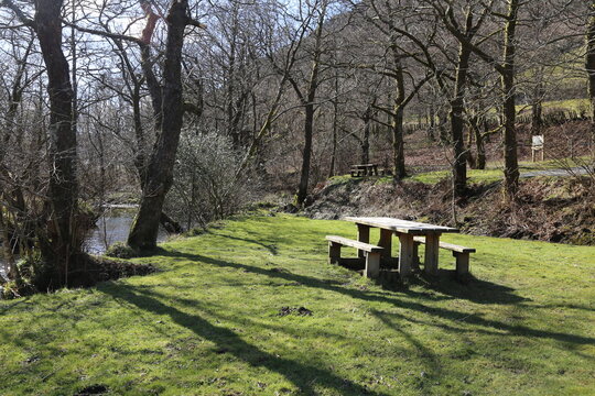 A Winter woodland scene with deciduous trees and a picnic table  in the Dulas Valley, Gwynedd, Wales, UK.