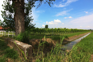 Veduta di un paesaggio di pianura; in primo piano un albero di pioppo si staglia sull’azzurro del...