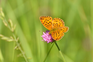 Marbled fritillary butterfly, Brenthis daphne. Beautiful Fritillary butterfly on meadow