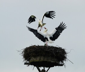 welcome home my love