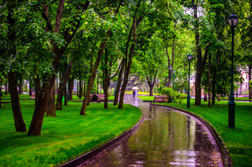 Summer rain in a green park